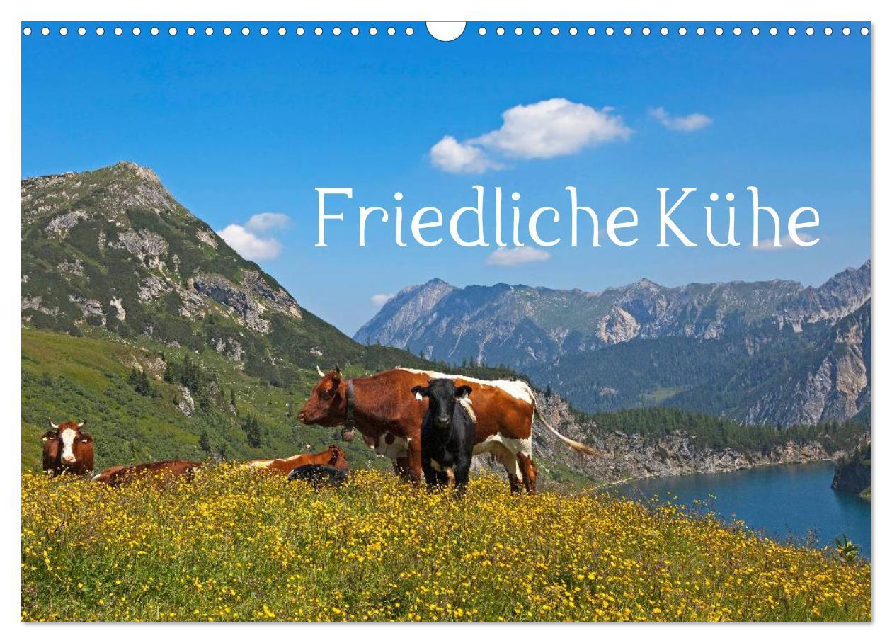 Cover: 9783435536078 | Friedliche Kühe (Wandkalender 2025 DIN A3 quer), CALVENDO...