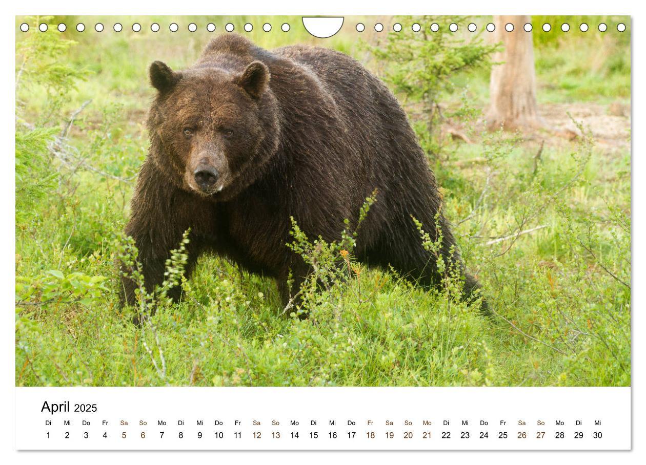 Bild: 9783435354986 | Finnland: eine tierische Entdeckungsreise (Wandkalender 2025 DIN A4...