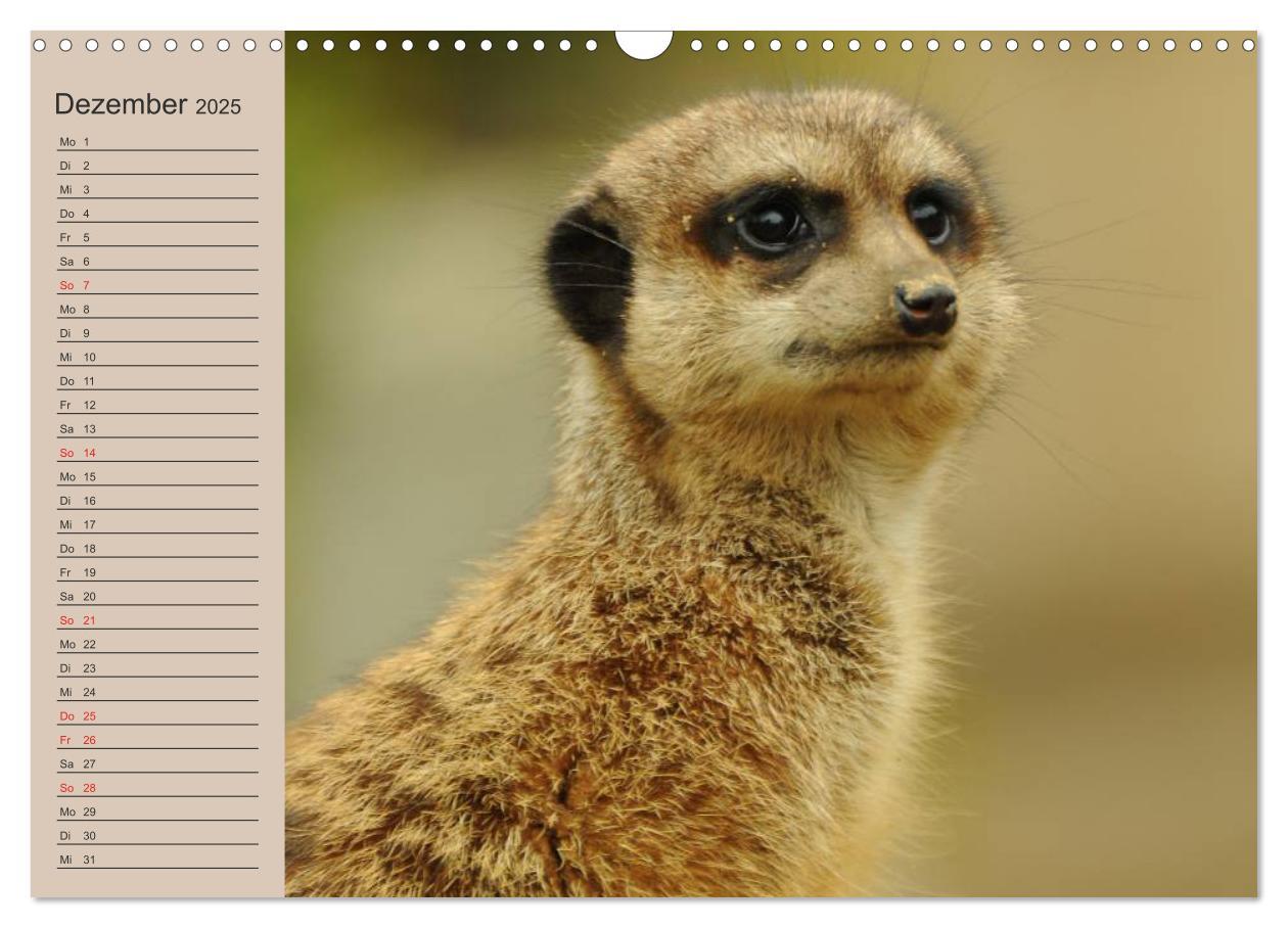 Bild: 9783435672738 | Erdmännchen (Wandkalender 2025 DIN A3 quer), CALVENDO Monatskalender