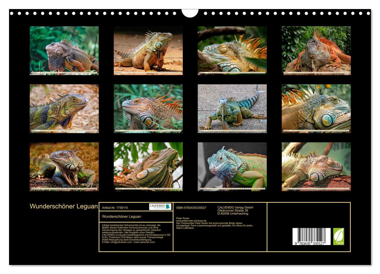 Bild: 9783435335527 | Wunderschöner Leguan (Wandkalender 2025 DIN A3 quer), CALVENDO...