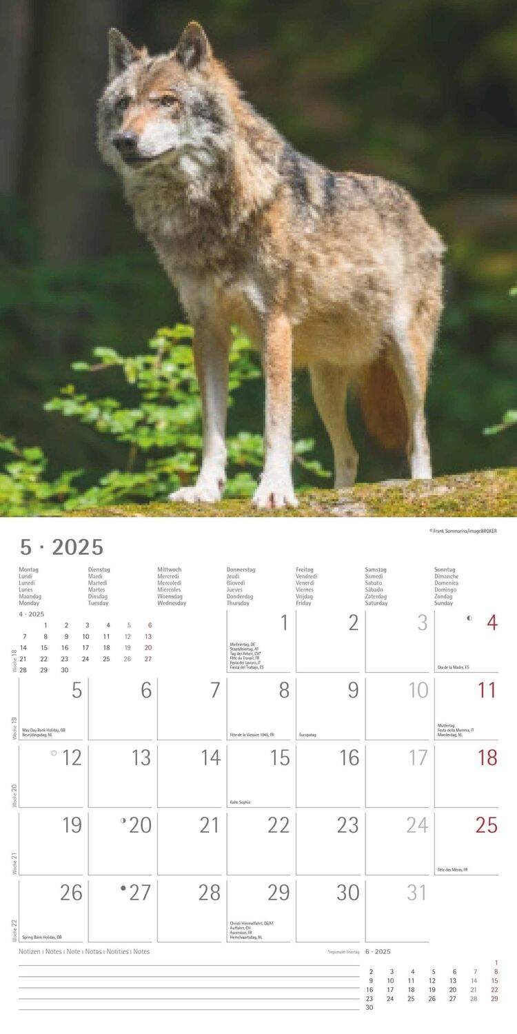 Bild: 4251732340711 | Wölfe 2025 - Broschürenkalender 30x30 cm (30x60 geöffnet) -...