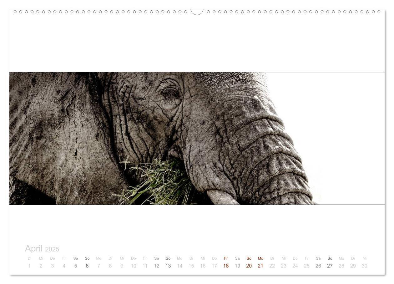 Bild: 9783435685547 | Serengeti Panorama (hochwertiger Premium Wandkalender 2025 DIN A2...