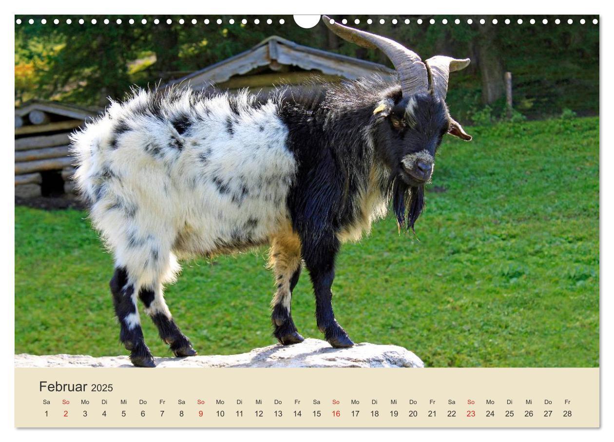 Bild: 9783435493333 | Wir sind die Stars am Bauernhof (Wandkalender 2025 DIN A3 quer),...