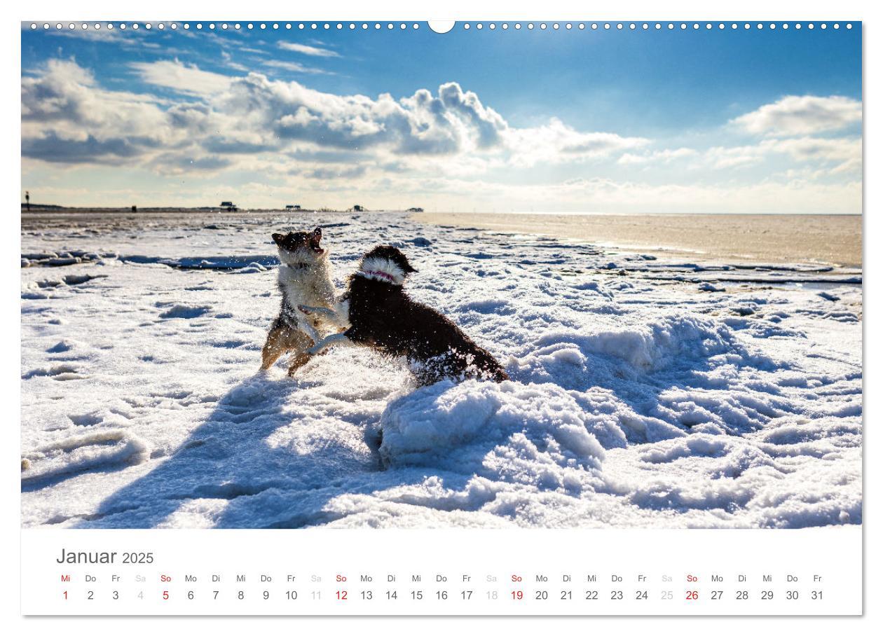 Bild: 9783435672189 | Australian Shepherd 2025 (Wandkalender 2025 DIN A2 quer), CALVENDO...