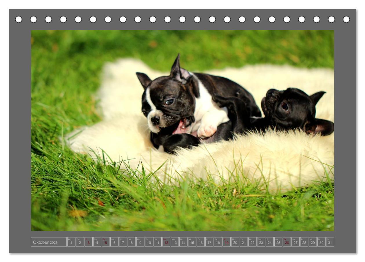 Bild: 9783435840038 | Französische Bulldoggen (Tischkalender 2025 DIN A5 quer), CALVENDO...