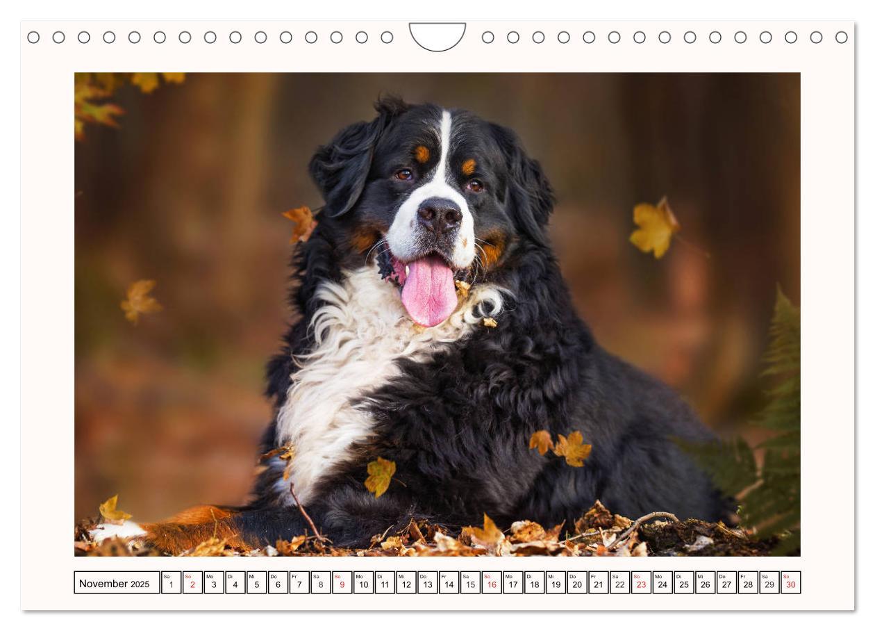 Bild: 9783435136001 | Berner Sennenhunde - Träumereien (Wandkalender 2025 DIN A4 quer),...