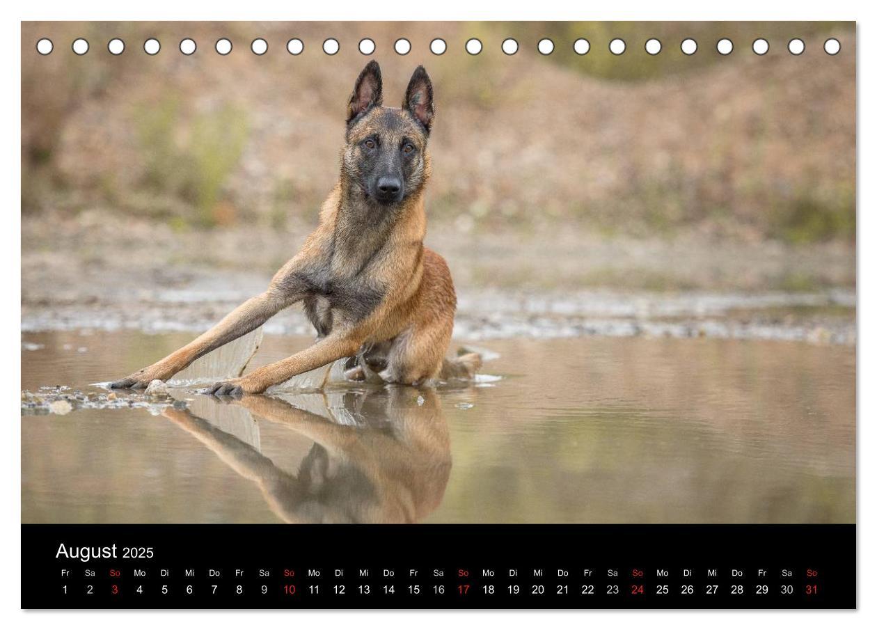 Bild: 9783435642267 | Belgischer Schäferhund - Der Malinois (Tischkalender 2025 DIN A5...