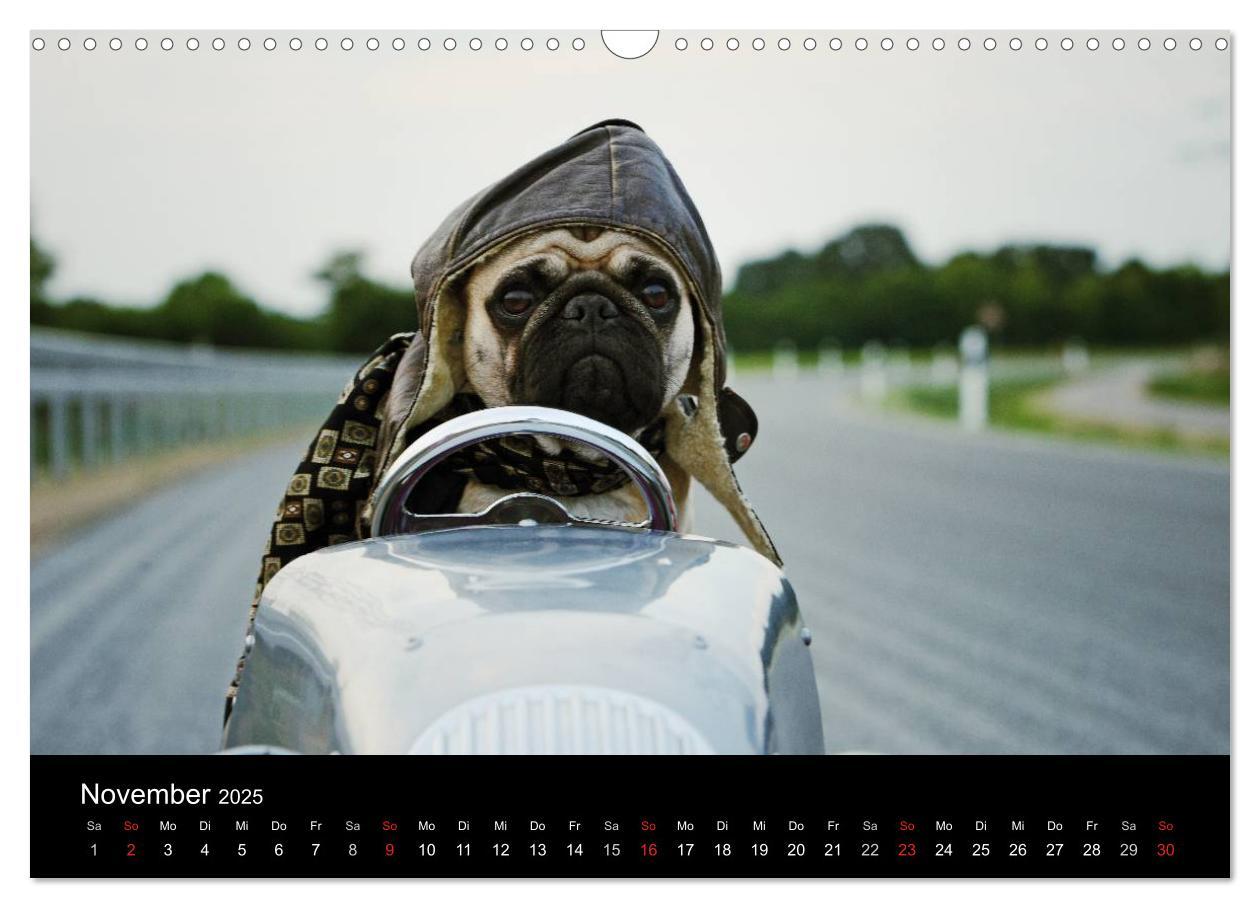 Bild: 9783435770557 | Der MOPS-Kalender (Wandkalender 2025 DIN A3 quer), CALVENDO...