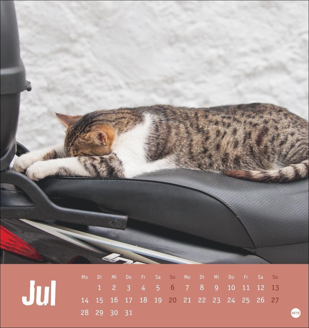 Bild: 9783756407088 | Tierisch entspannte Katzen Postkartenkalender 2025 | Heye | Kalender