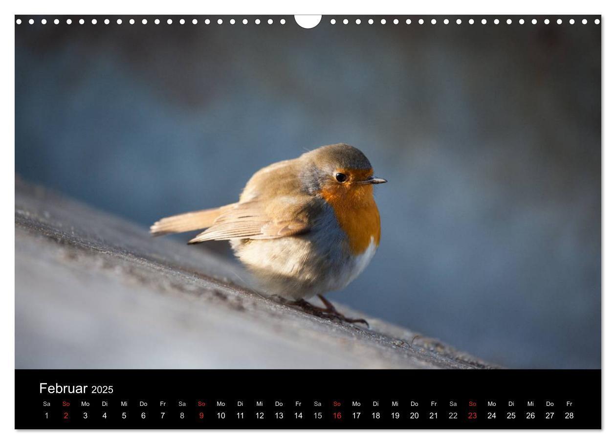 Bild: 9783435797493 | Tierkalender 2025 (Wandkalender 2025 DIN A3 quer), CALVENDO...