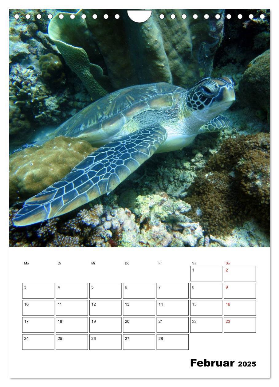 Bild: 9783457036006 | Zauberwelt. Fische, Korallen und Co. (Wandkalender 2025 DIN A4...