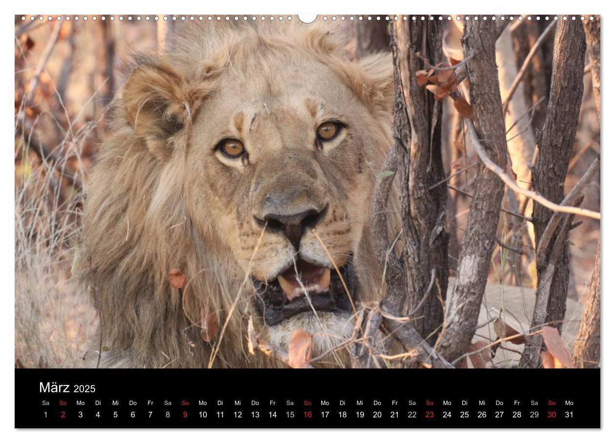 Bild: 9783435837397 | Löwen - Könige der Tiere (Wandkalender 2025 DIN A2 quer), CALVENDO...