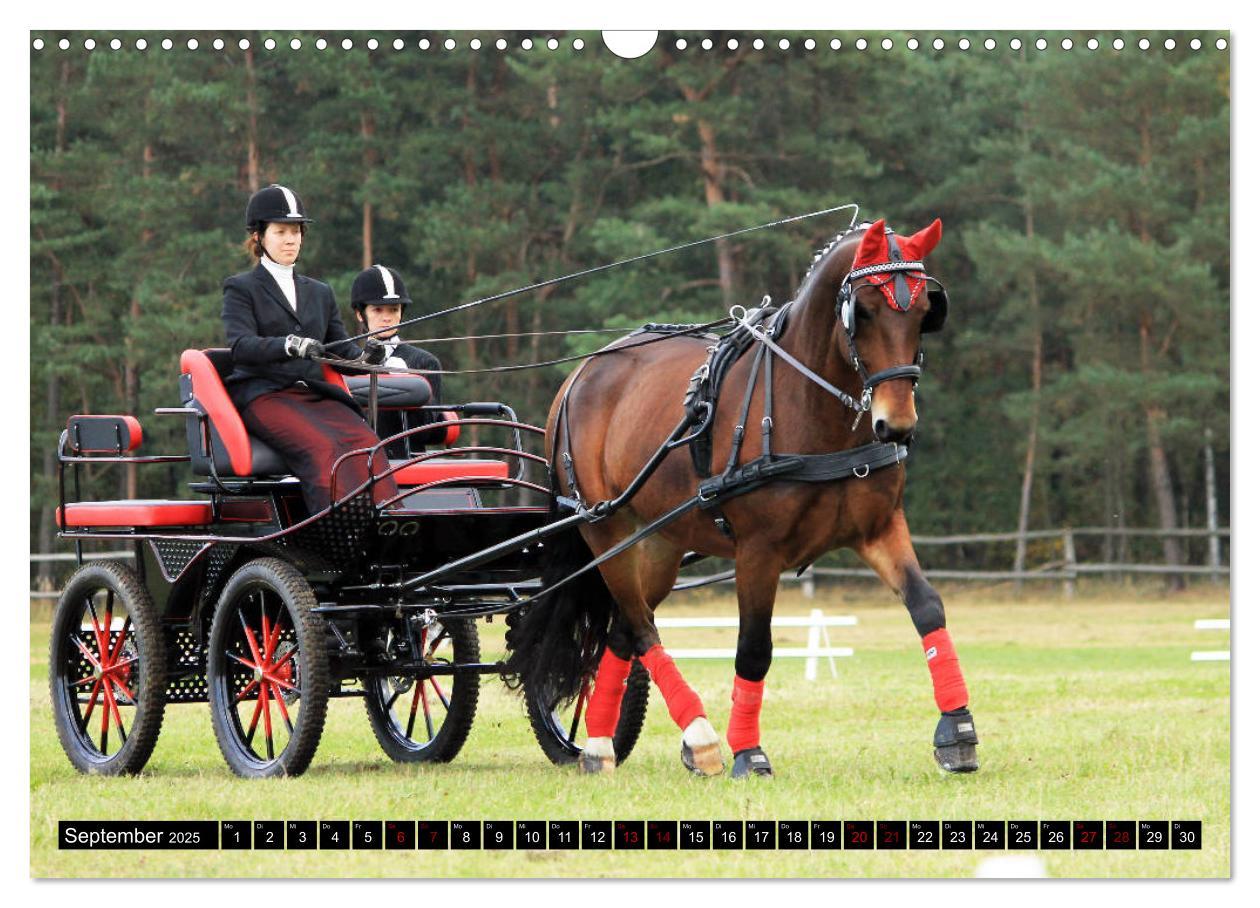 Bild: 9783435395187 | Schwere Warmblüter 2025 (Wandkalender 2025 DIN A3 quer), CALVENDO...