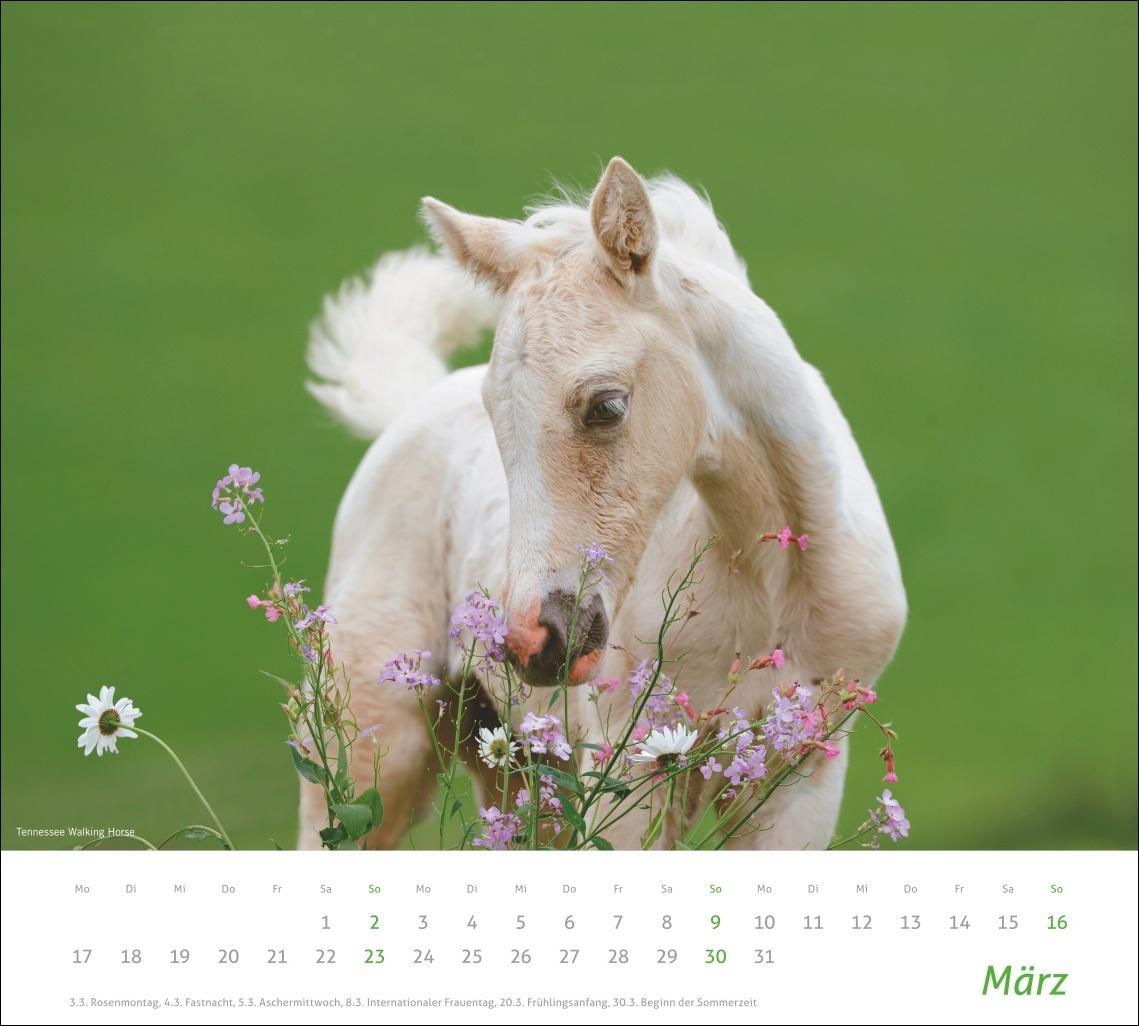 Bild: 9783756406890 | Pferde Bildkalender 2025 | Kalender | times&amp;more Kalender Heye | 14 S.