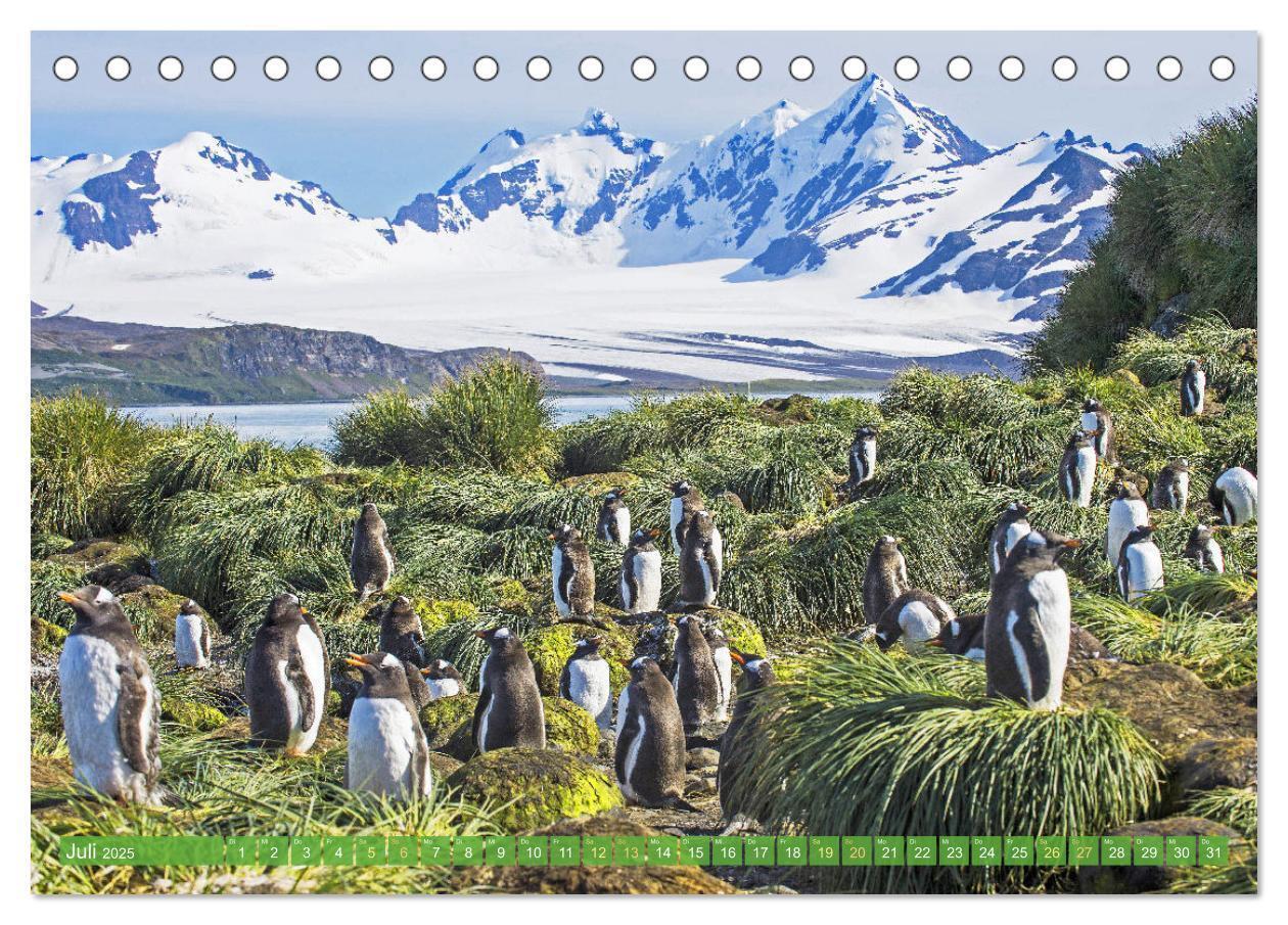 Bild: 9783457198018 | Pinguine: Gehupft wie gesprungen (Tischkalender 2025 DIN A5 quer),...