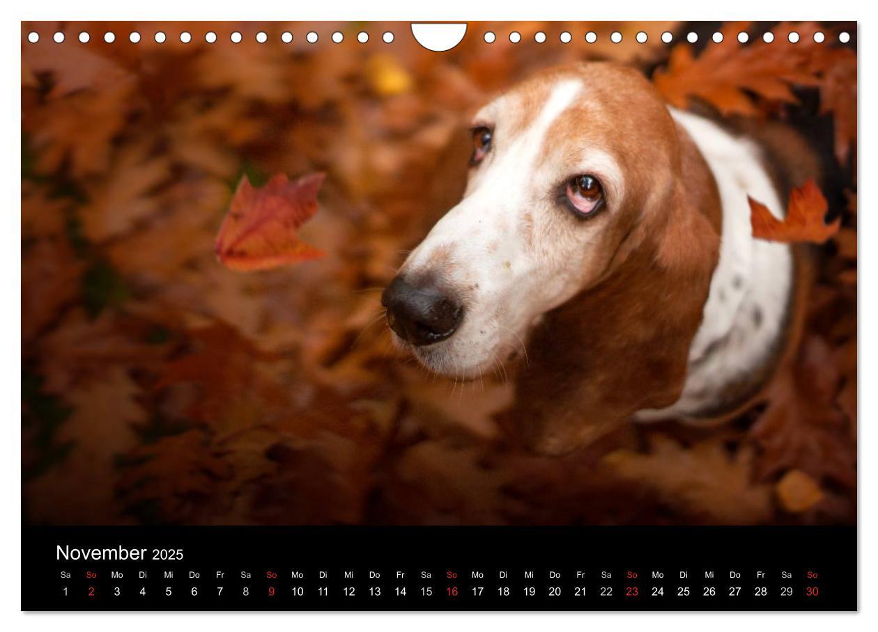 Bild: 9783457183274 | Der Basset, eine LANGE und besondere Liebe (Wandkalender 2025 DIN...