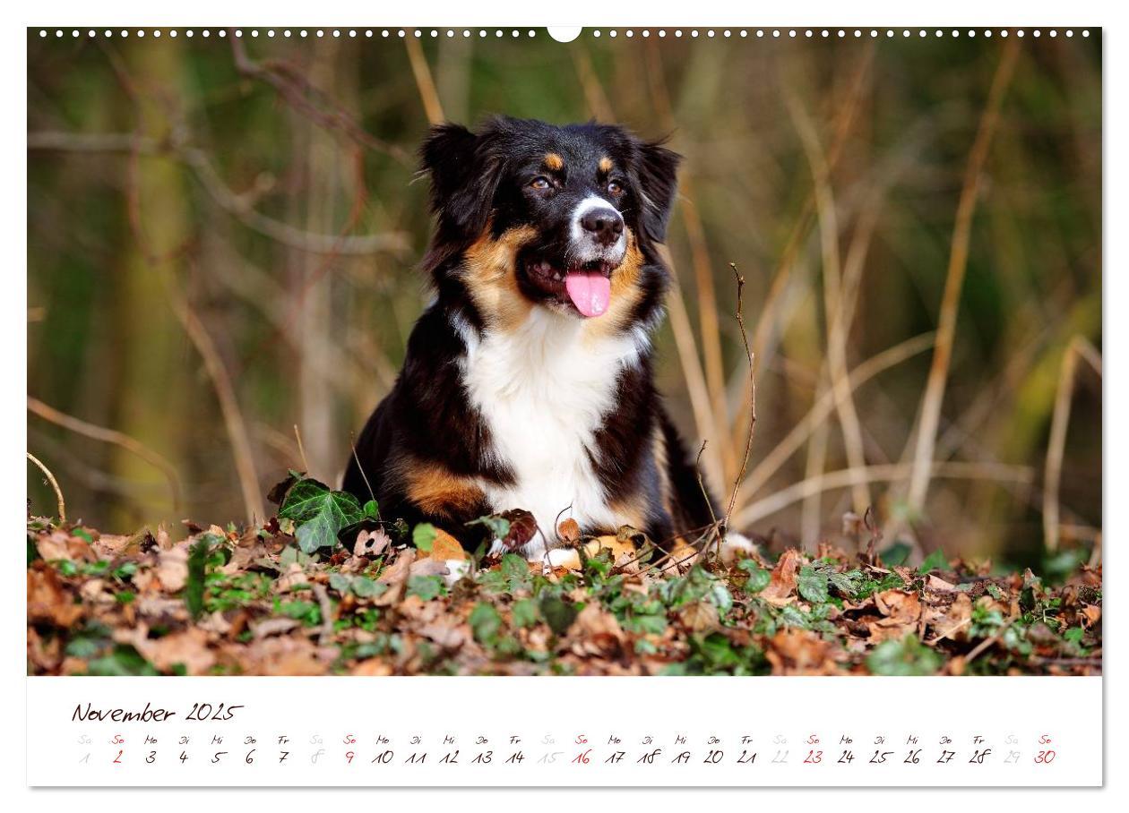 Bild: 9783435803804 | Wunderbare Australian Shepherds (hochwertiger Premium Wandkalender...