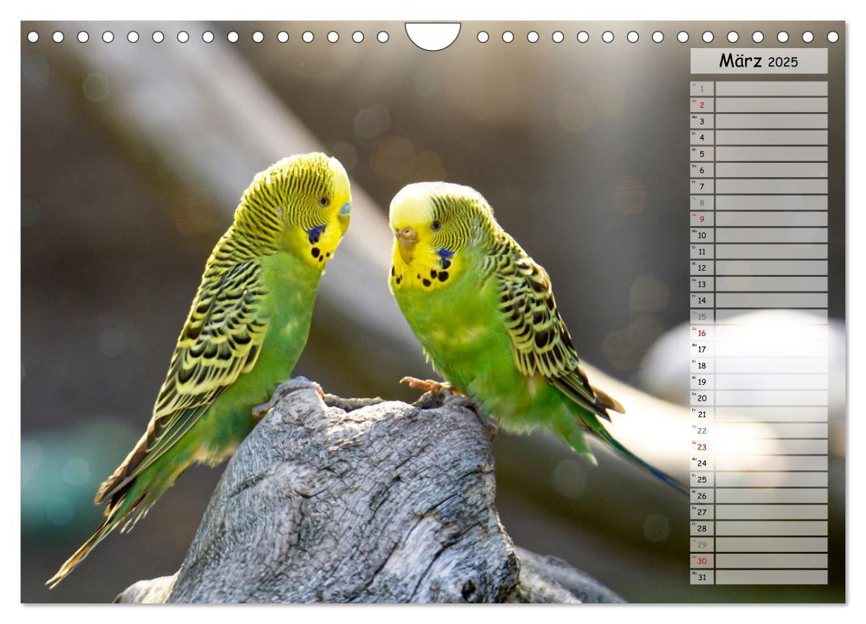 Bild: 9783383939884 | Zauberhafte Wellensittiche (Wandkalender 2025 DIN A4 quer),...