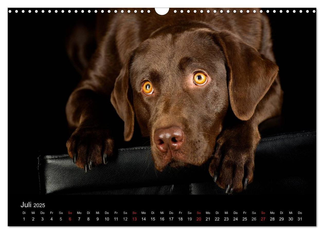 Bild: 9783435742219 | Dogs (Wandkalender 2025 DIN A3 quer), CALVENDO Monatskalender | Noack