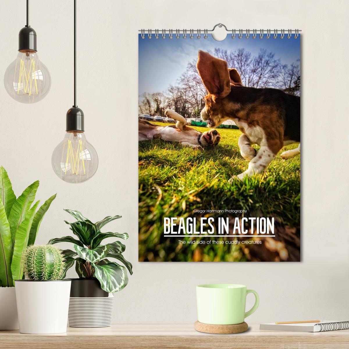 Bild: 9781325973002 | Beagles in action (Wall Calendar 2025 DIN A4 portrait), CALVENDO 12...