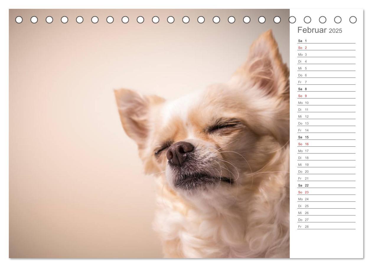 Bild: 9783435527809 | Chihuahua - Die Welt der Kleinen (Tischkalender 2025 DIN A5 quer),...