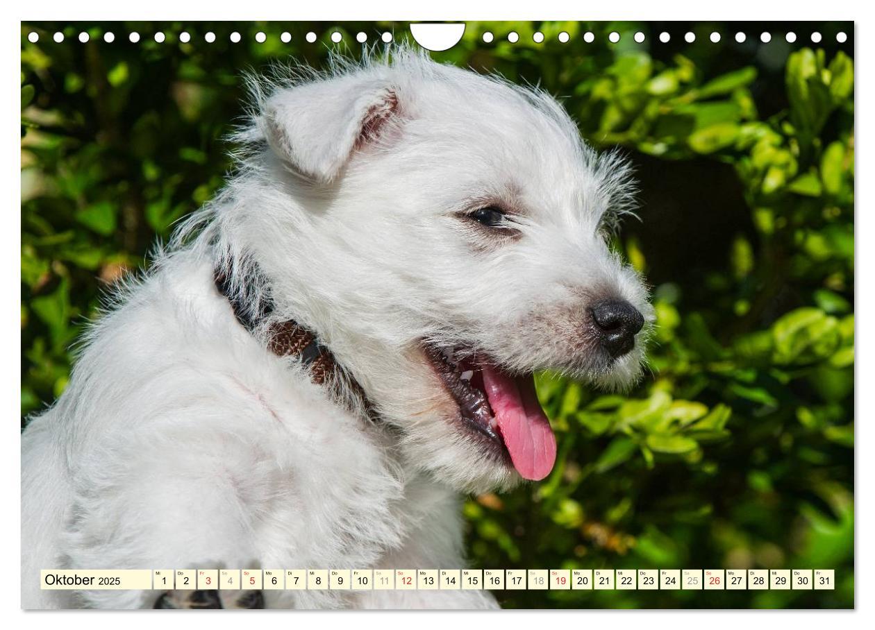 Bild: 9783435463060 | Kobold auf 4 Pfoten - West Highland White Terrier (Wandkalender...