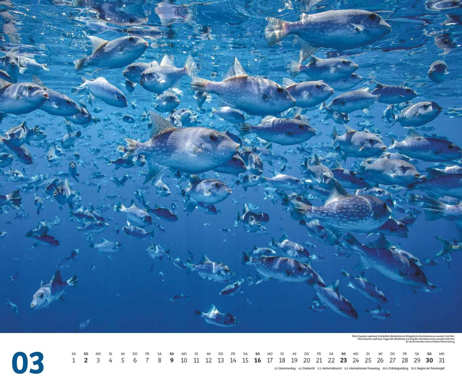 Bild: 4250809653983 | Fischschwärme 2025 - Unterwasser-Natur-Fotografie - Wandkalender 60...