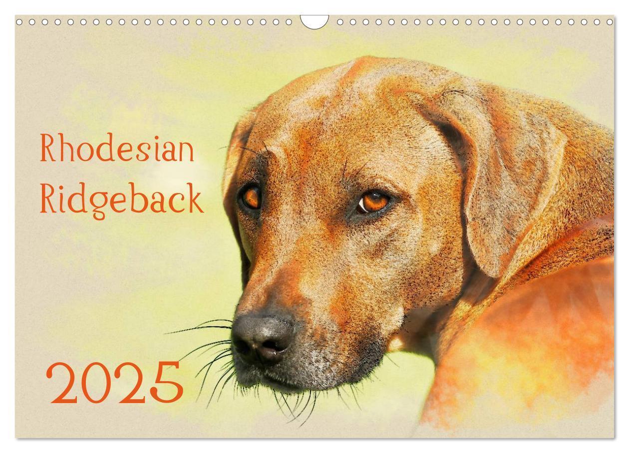 Cover: 9783435705191 | Rhodesian Ridgeback 2025 (Wandkalender 2025 DIN A3 quer), CALVENDO...