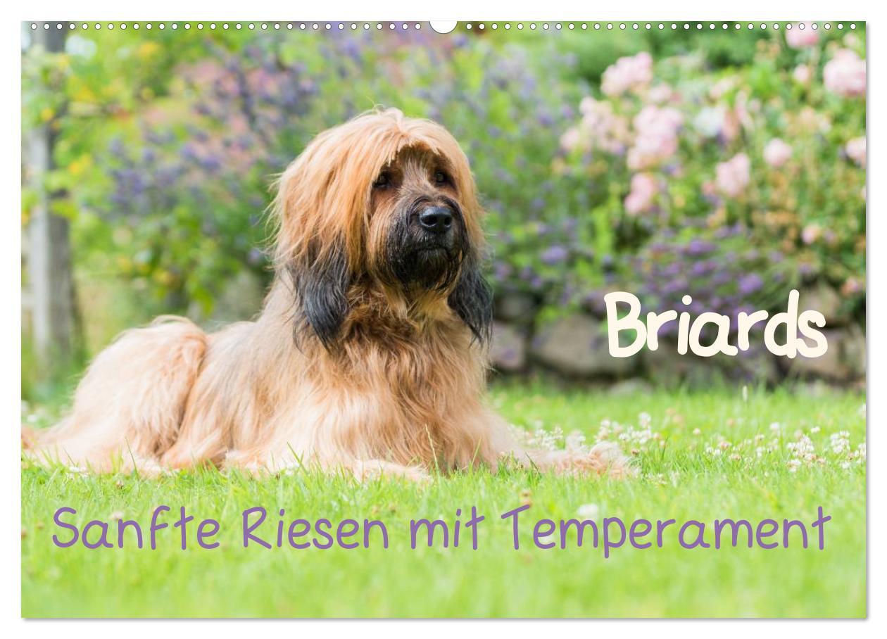 Cover: 9783435626397 | Briards - sanfte Riesen mit Temperament (Wandkalender 2025 DIN A2...