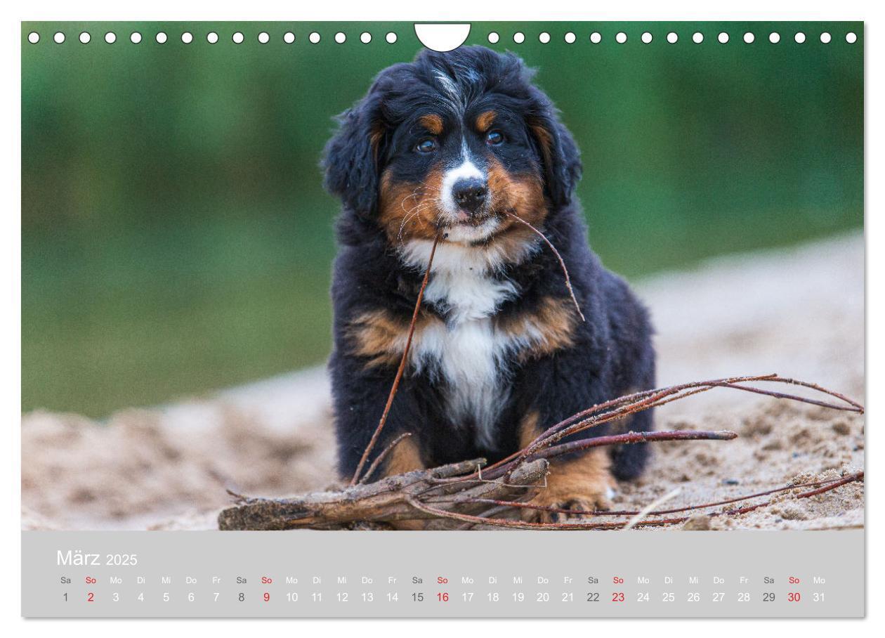 Bild: 9783435659890 | Liebling BERNER SENNENHUND (Wandkalender 2025 DIN A4 quer),...