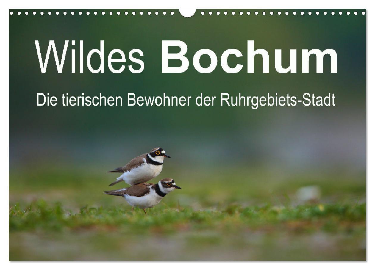 Cover: 9783383877391 | Wildes Bochum (Wandkalender 2025 DIN A3 quer), CALVENDO Monatskalender