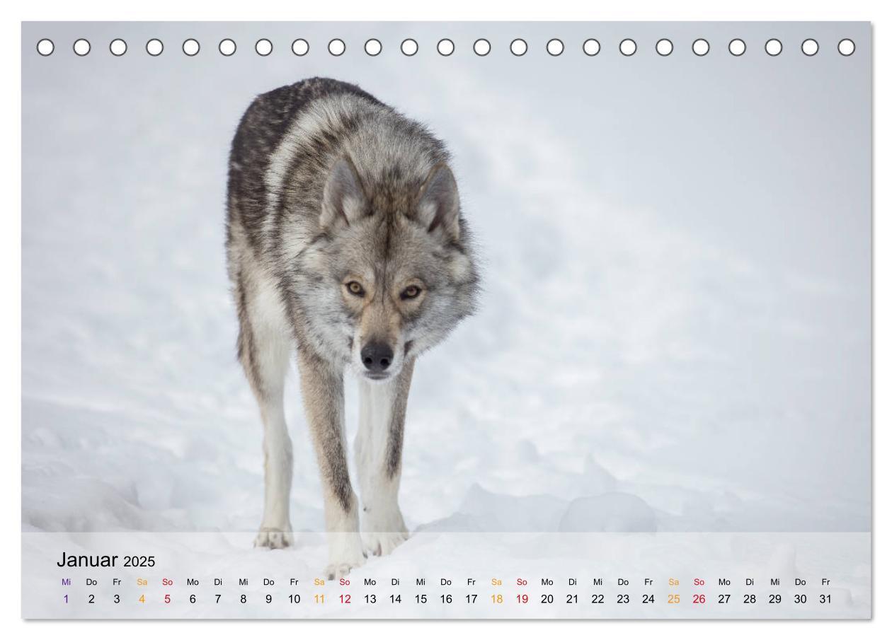 Bild: 9783435410262 | Wolfshunde 2025 (Tischkalender 2025 DIN A5 quer), CALVENDO...