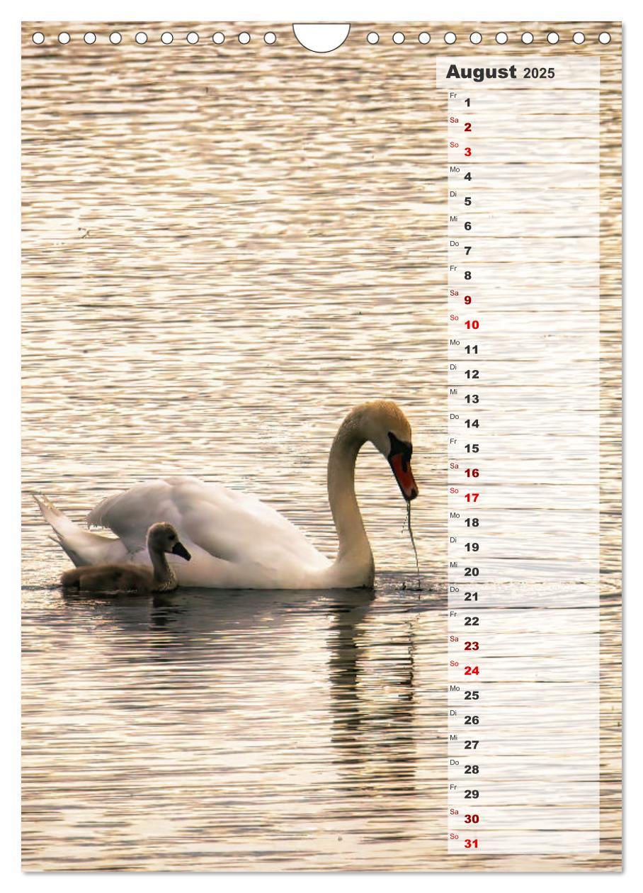 Bild: 9783435864980 | Stolze Schwäne (Wandkalender 2025 DIN A4 hoch), CALVENDO...