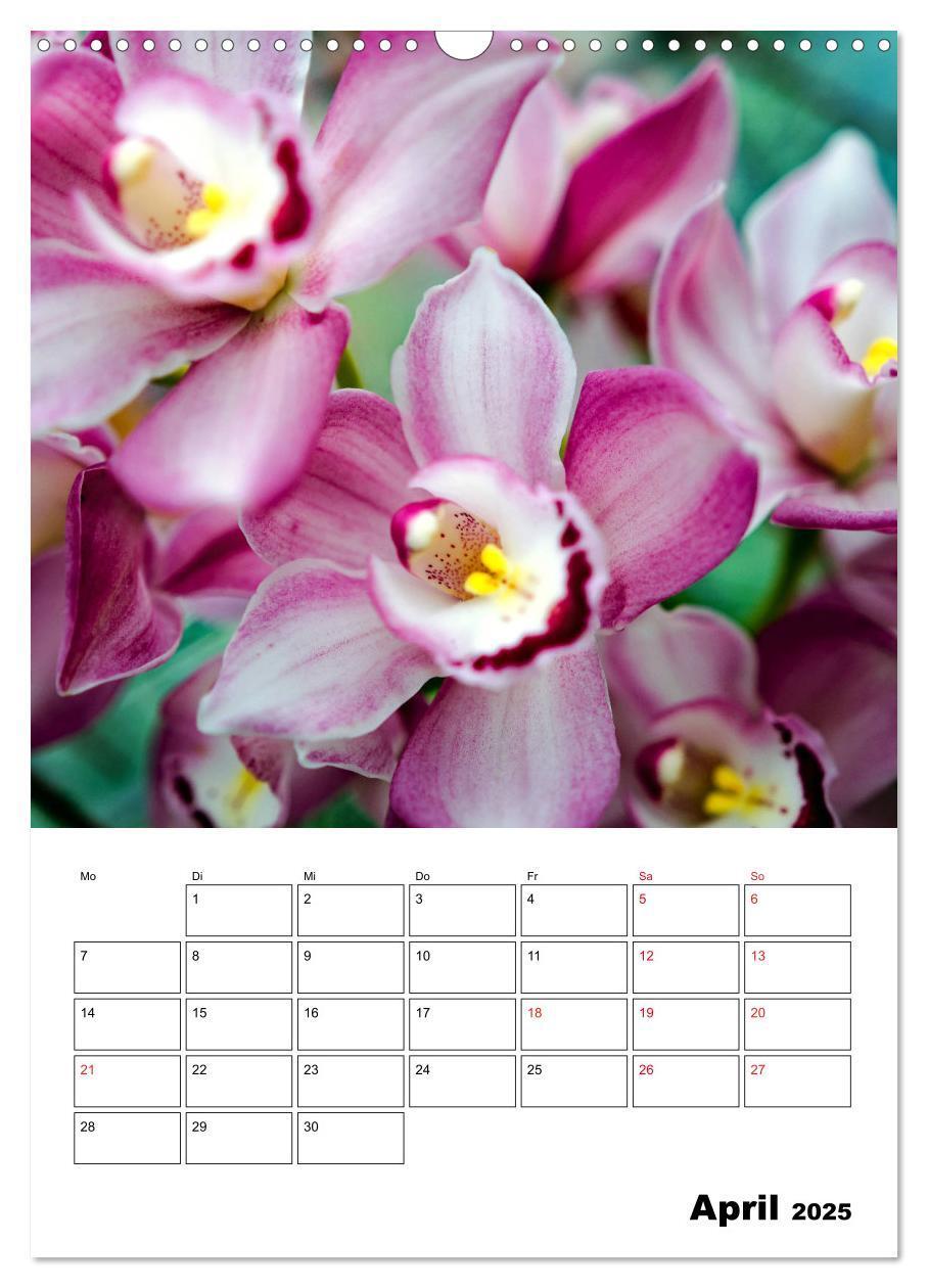 Bild: 9783435977499 | Orchideen - Tropische Schönheiten (Wandkalender 2025 DIN A3 hoch),...