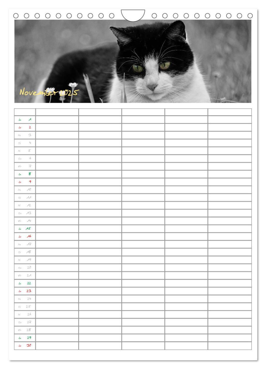 Bild: 9783457088166 | Miezekatzen Planungskalender (Wandkalender 2025 DIN A4 hoch),...