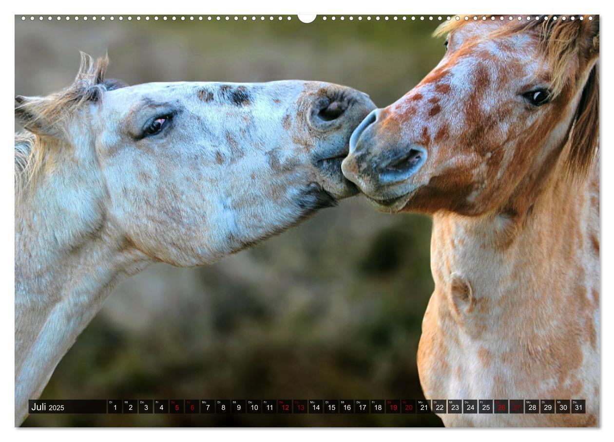 Bild: 9783383922107 | Pferde - wild und ungezähmt (Wandkalender 2025 DIN A2 quer),...