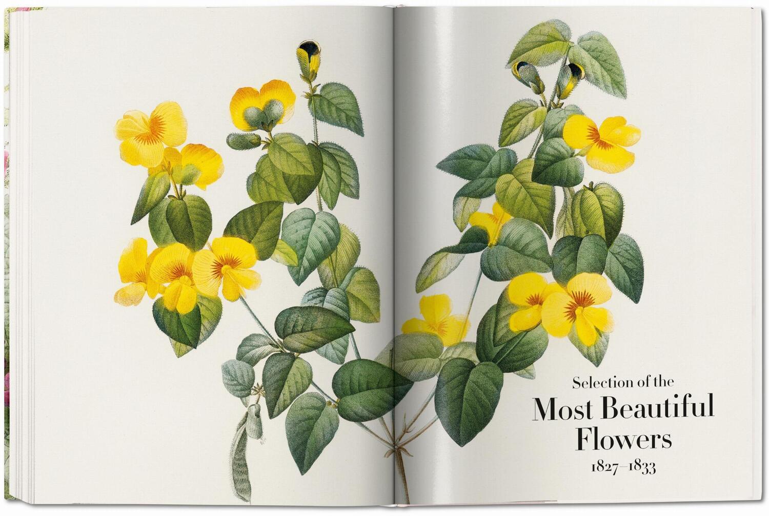 Bild: 9783836568937 | Redouté. The Book of Flowers | H. Walter Lack | Buch | Hardcover