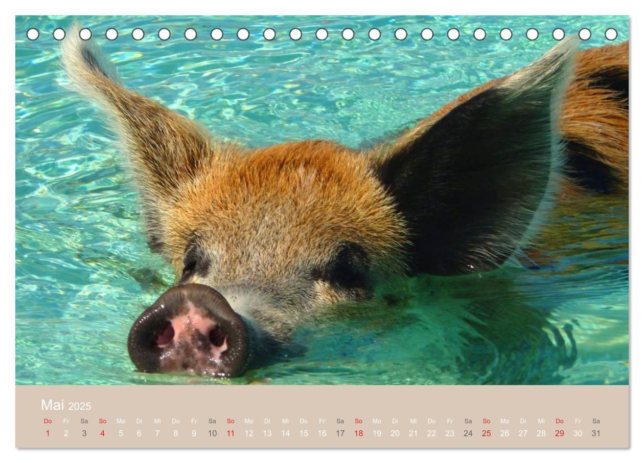 Bild: 9783435738816 | Schwimmende Schweine auf den Bahamas! (Tischkalender 2025 DIN A5...