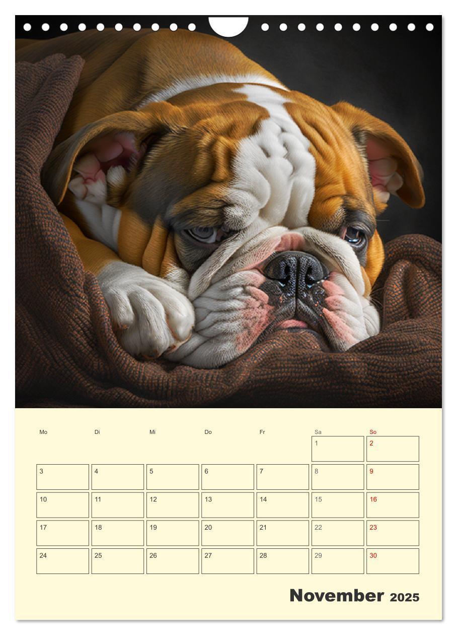 Bild: 9783435871605 | English Bulldogs. Fröhliche Dickköpfe mit Charakter (Wandkalender...