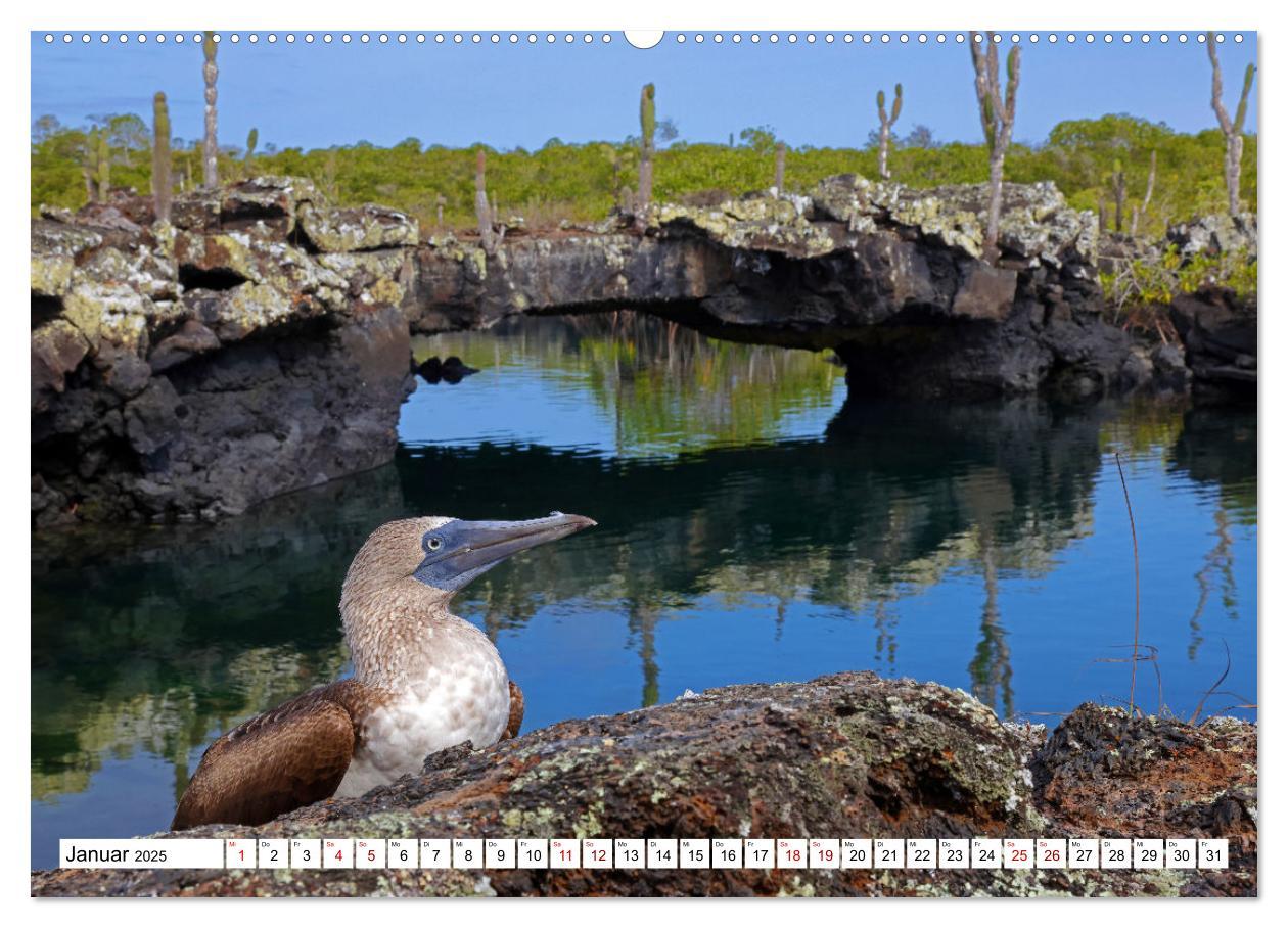 Bild: 9783383907241 | Galápagos - Die verwunschenen Inseln (Wandkalender 2025 DIN A2...