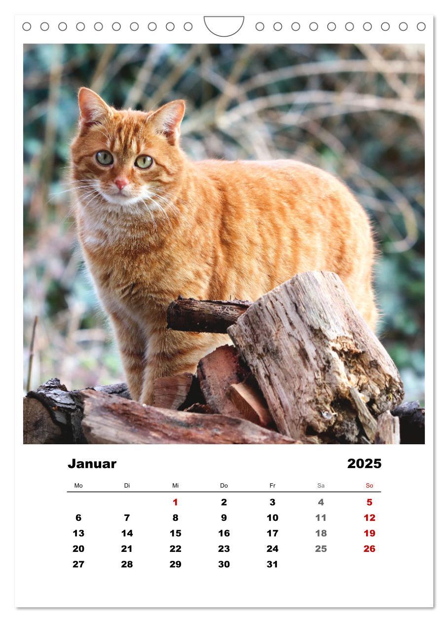 Bild: 9783435928521 | Bauernhoftiere, ganz nah dran (Wandkalender 2025 DIN A4 hoch),...