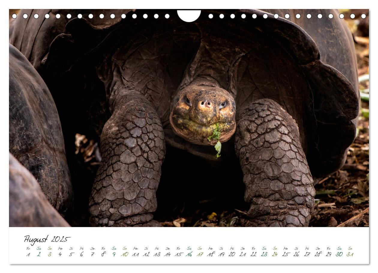 Bild: 9783383854200 | Wildes Galapagos - Die Tiere der Galapagos Inseln (Wandkalender...