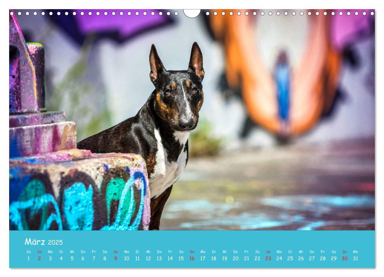 Bild: 9783435314157 | Hunde und Graffiti (Wandkalender 2025 DIN A3 quer), CALVENDO...