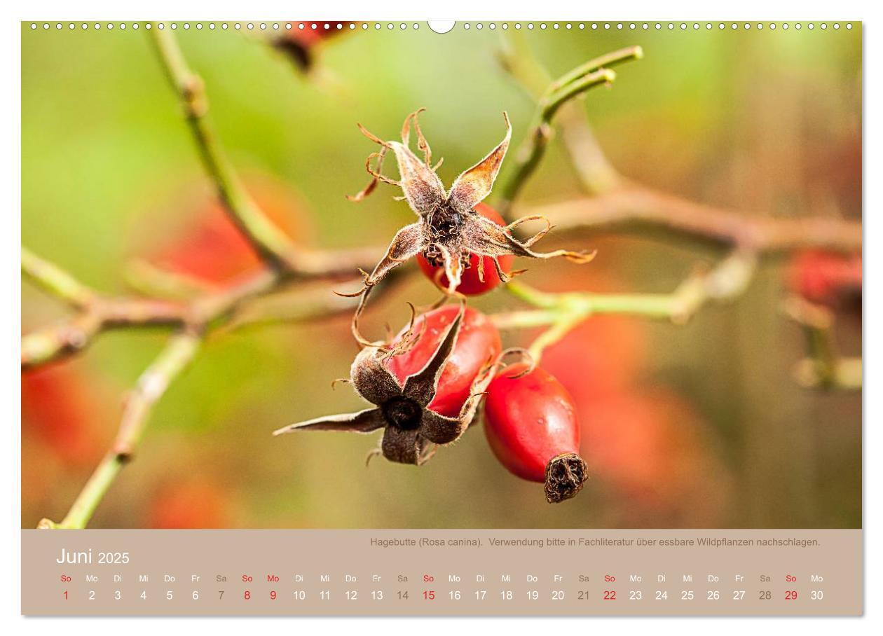 Bild: 9783435662128 | WILD, ESSBAR UND GESUND Essbare Wildpflanzen (Wandkalender 2025 DIN...