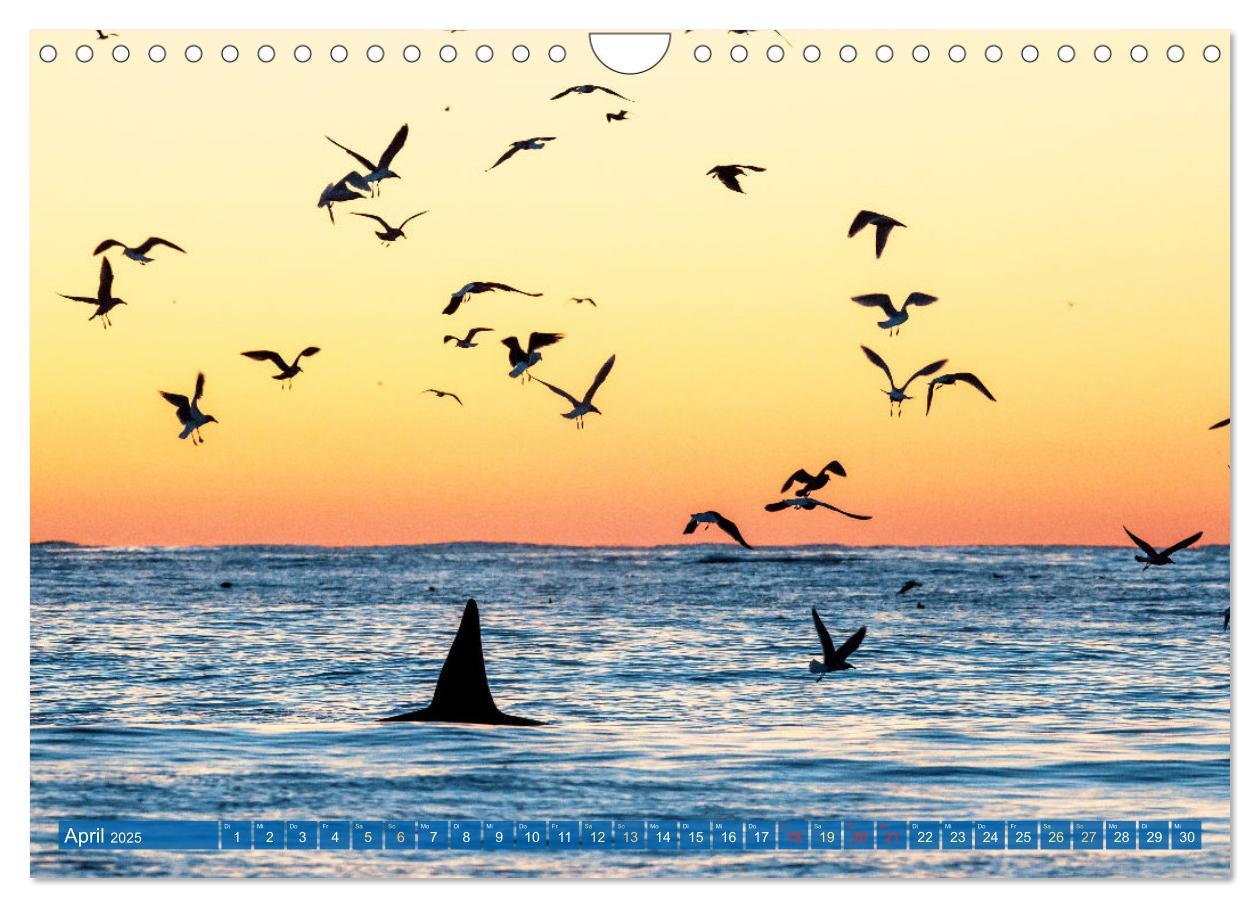 Bild: 9783383846755 | Orcas: Schwarz-weiße Giganten (Wandkalender 2025 DIN A4 quer),...