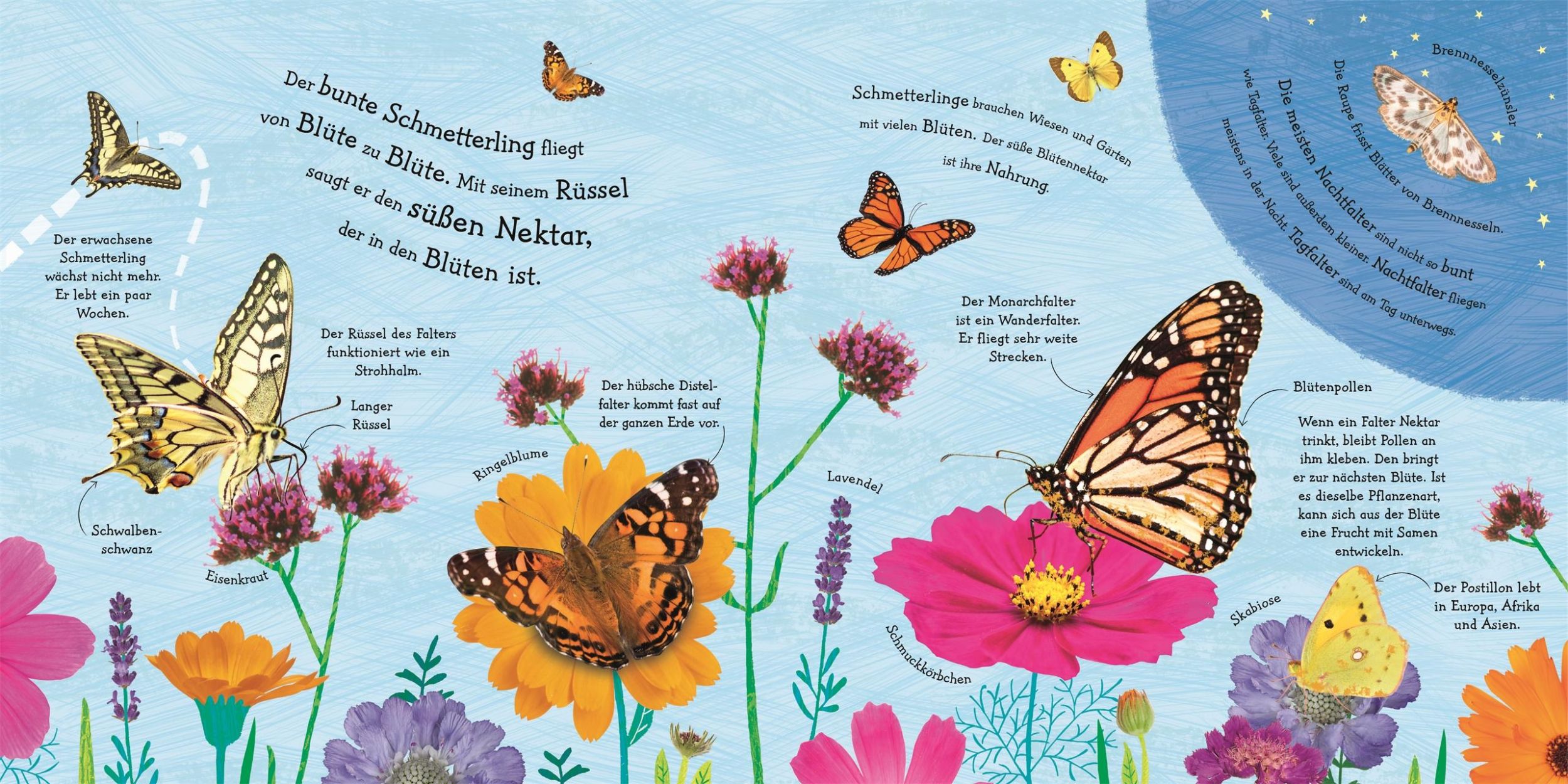 Bild: 9783831036998 | Wie wird die Raupe zum Schmetterling? | DK Verlag - Kids | Buch | 2019