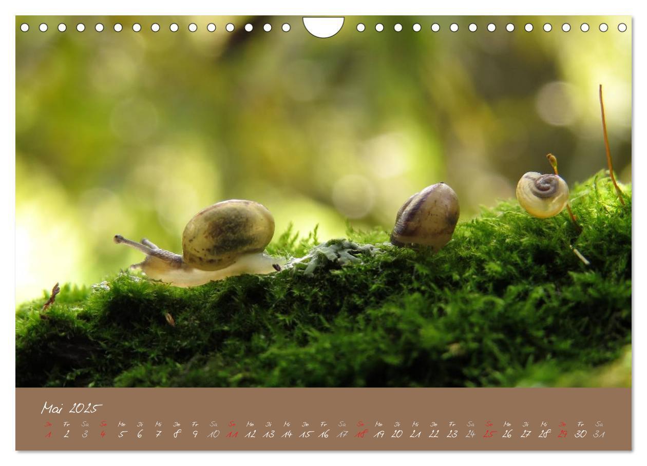 Bild: 9783435640041 | Schneckchen (Wandkalender 2025 DIN A4 quer), CALVENDO Monatskalender