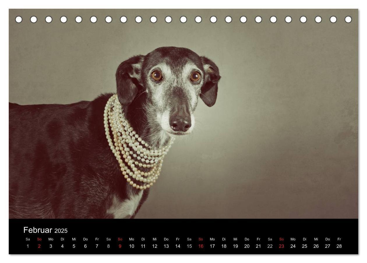 Bild: 9783435773718 | Der Windhundekalender (Tischkalender 2025 DIN A5 quer), CALVENDO...