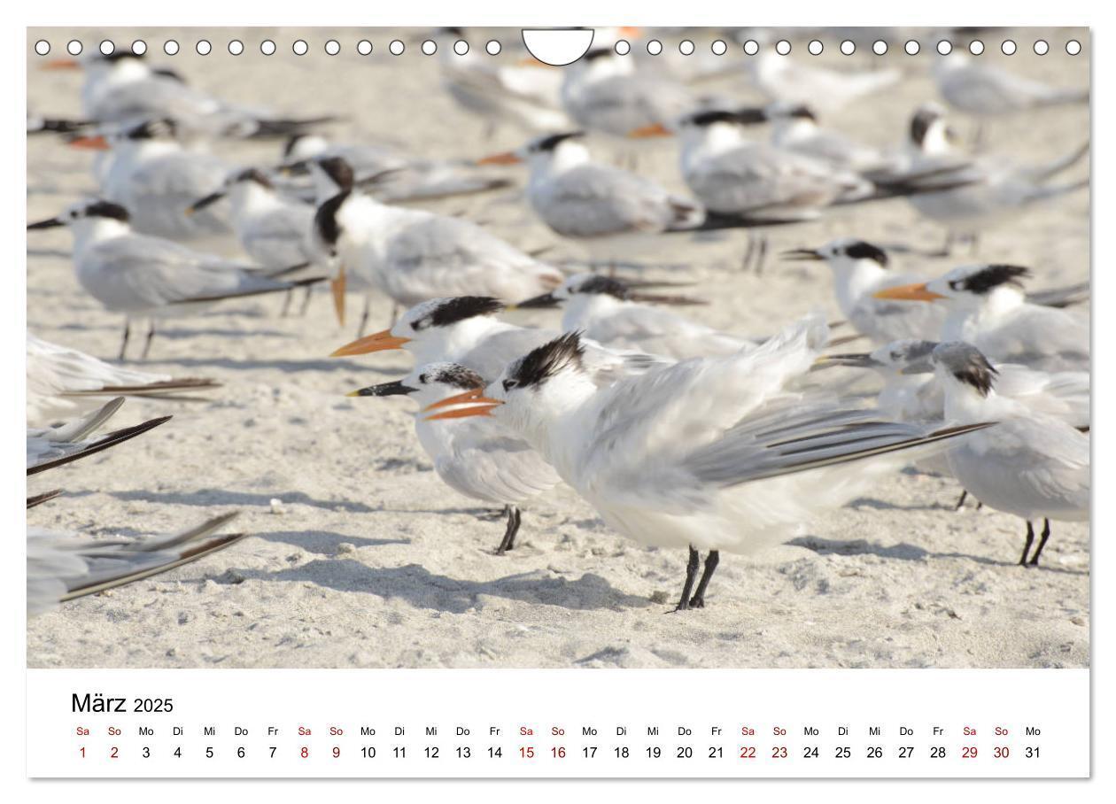 Bild: 9783435376001 | Möwen am Meer (Wandkalender 2025 DIN A4 quer), CALVENDO Monatskalender