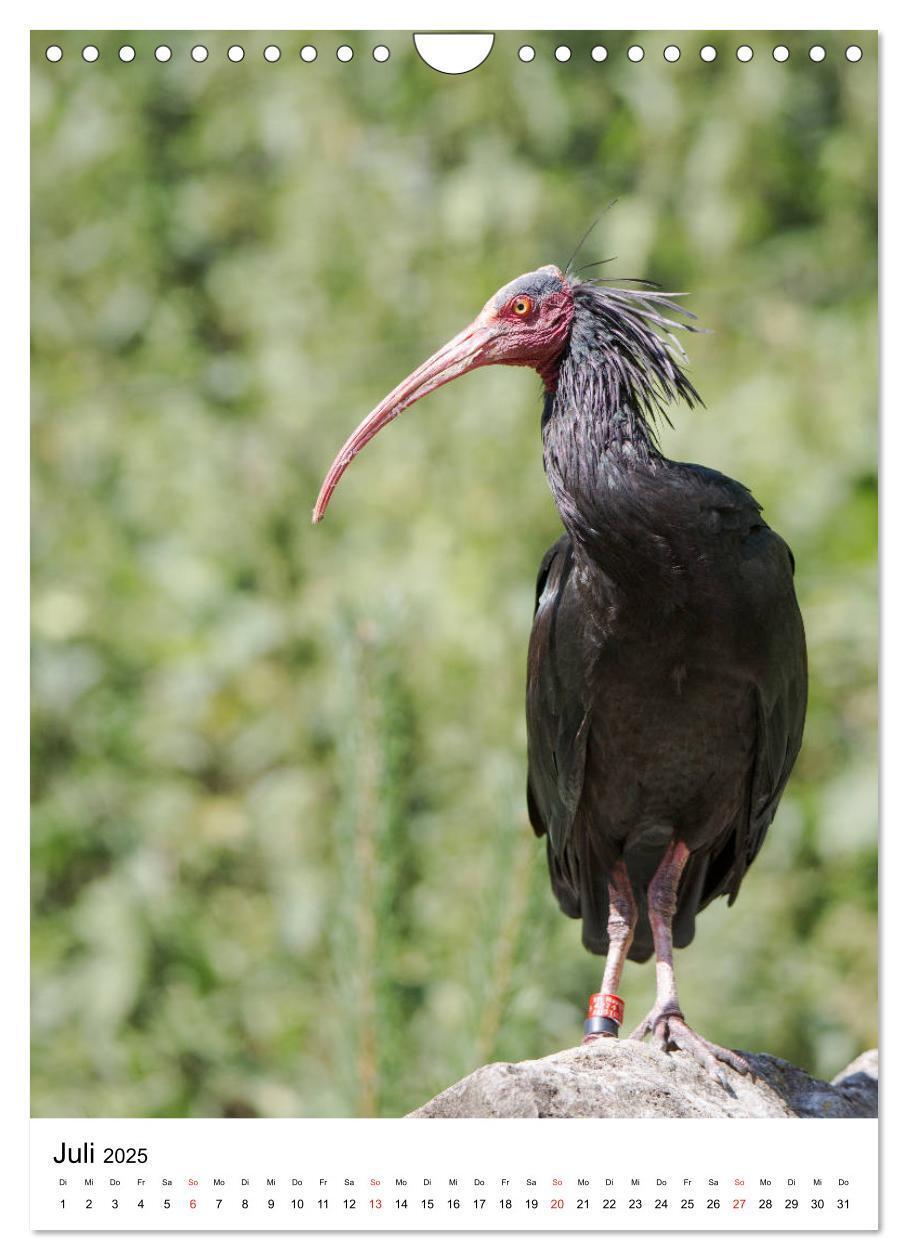 Bild: 9783435944200 | Der Waldrapp - Der etwas andere Vogel (Wandkalender 2025 DIN A4...